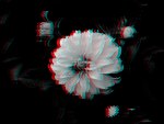 3d Dahlia