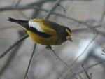 Male Evening Grosbeak