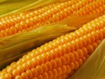 Golden corn