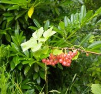 wild forest flowers-1