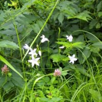 wild forest flowers-2