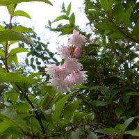 pink flowers from the garden
