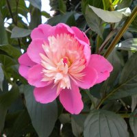 pink flower from the garden
