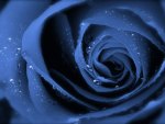 Blue Rose Upclose