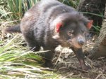 tasmanian devil
