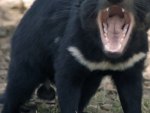 taz devil-snarling