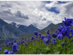 blue flowers with mountain