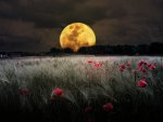 Romantic Moon