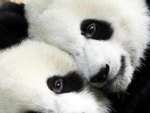 Panda's Love :) #