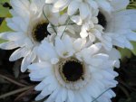 Gerbera White