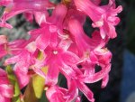 Hyacynth