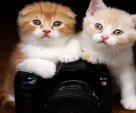 Kittens amateur photographers