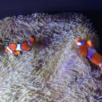 clown fish at seattle aquarium