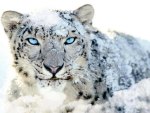 Snow Leopard