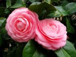 Two  pink roses