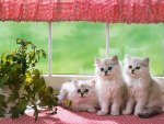 Sweet Kittens