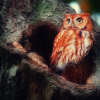 Red Owl