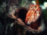 Red Owl