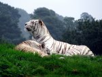 white tiger