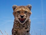 Cheetah Cub
