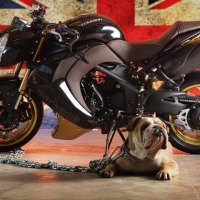 Dog and motorbike
