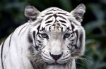 White Tiger