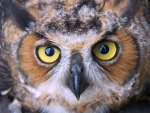 Great Horned Owl