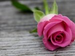 pink rose