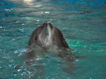 Dolphin couple