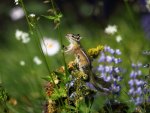 Cute Chipmunk
