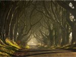 Dark Hedges Northern Ireland