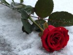 Snow Rose