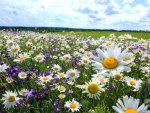 Field of daisies