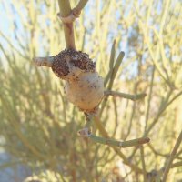 Bug nest on a Desert plant.