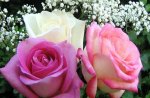 Roses