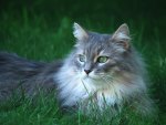 Beautiful Long-Haired Cat