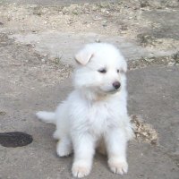 WHITE GSD PUP