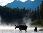 moose and calf