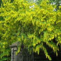 laburnum tree