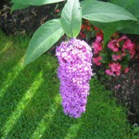 purple buddlia