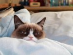 Grumpy Cat