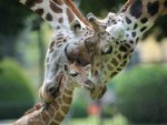 Loving Giraffe Family