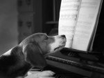 Music dog