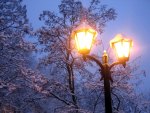 Lanterns and Snowy Trees