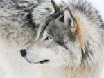 Wolf Beauty