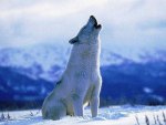 Howling Time