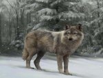 Brown Wolf