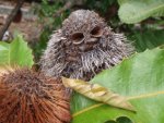 Old Man Banksia
