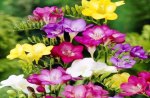 Colorful freesia
