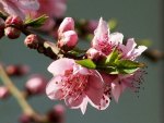 Branch of cherry blossoms